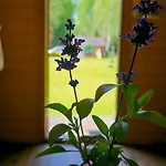Atsikivi Puhketalu Camping *