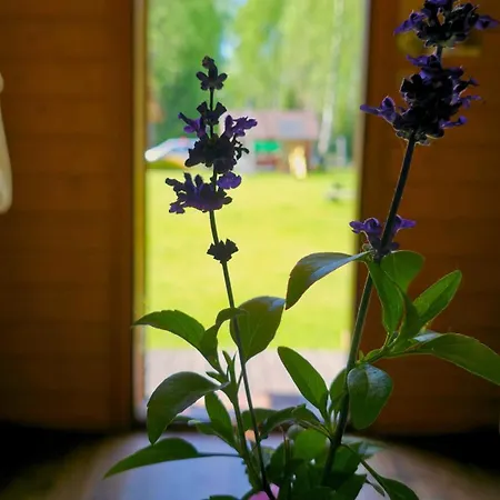Atsikivi Puhketalu Kamp *